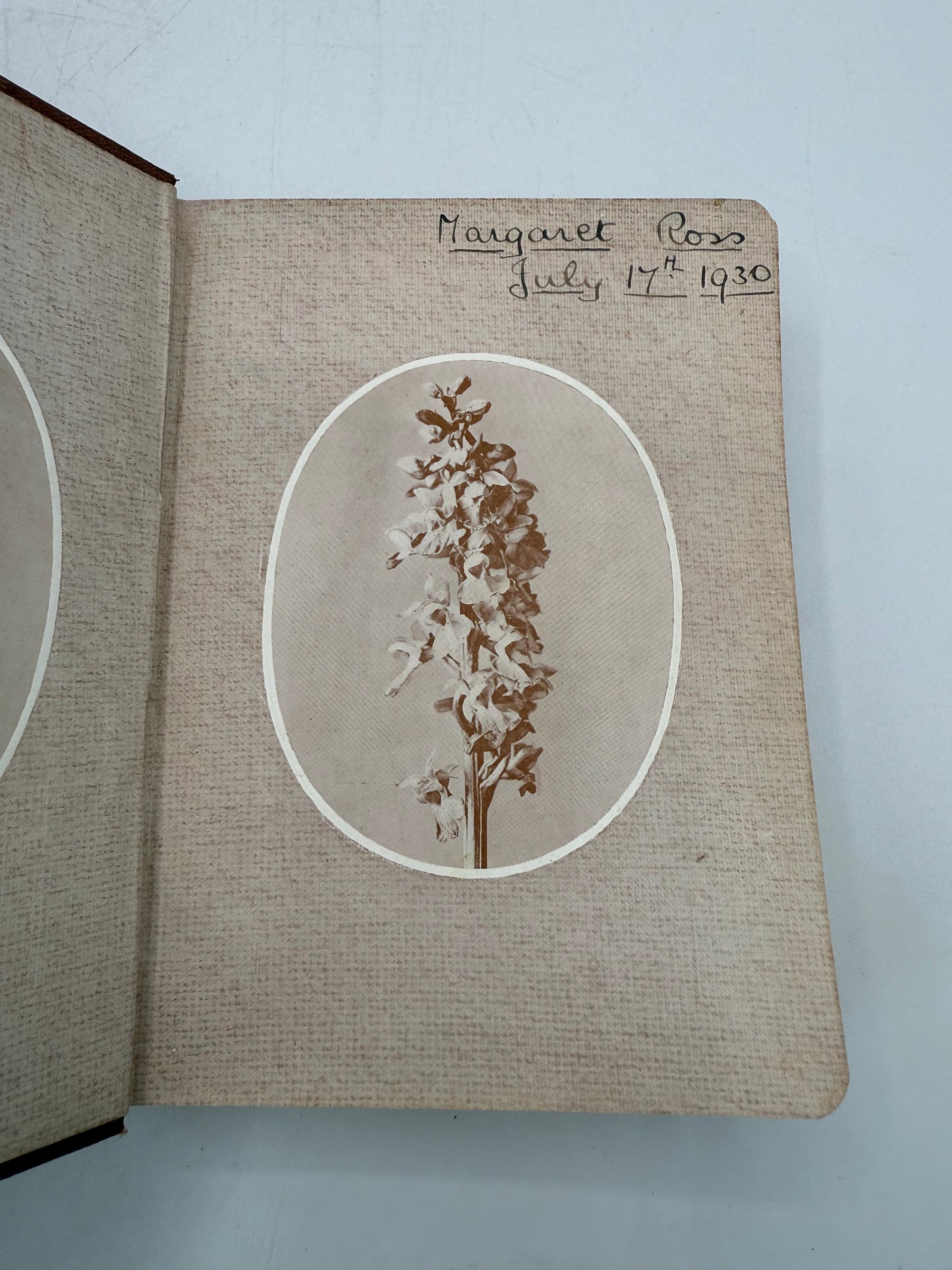 Wayside and Woodland Blossoms, British Wild Flowers, 1929