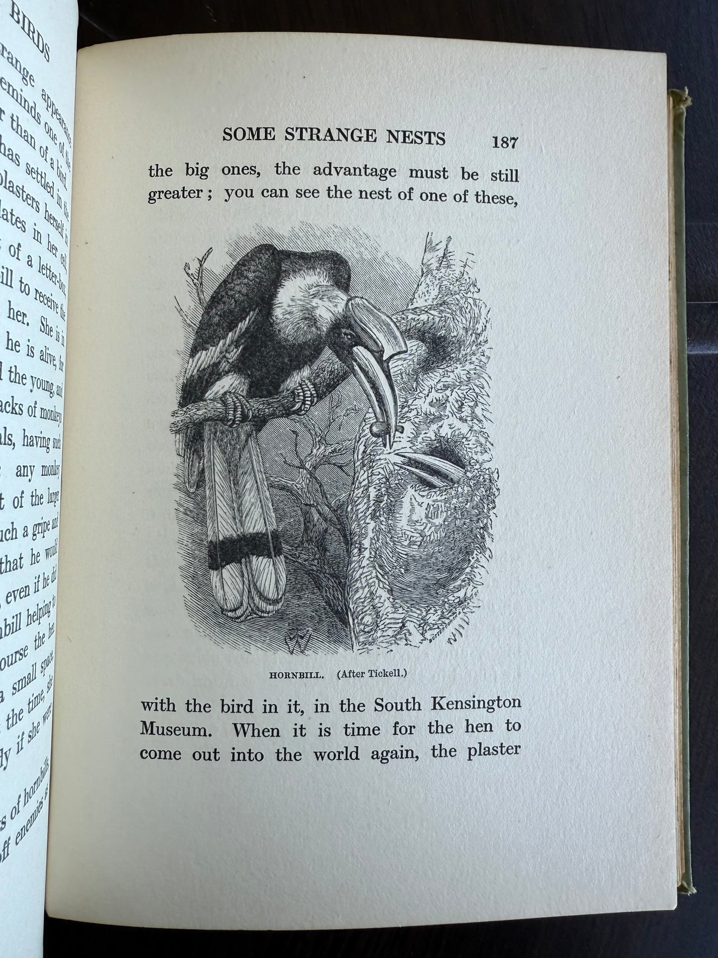 Talks About Birds, 1911