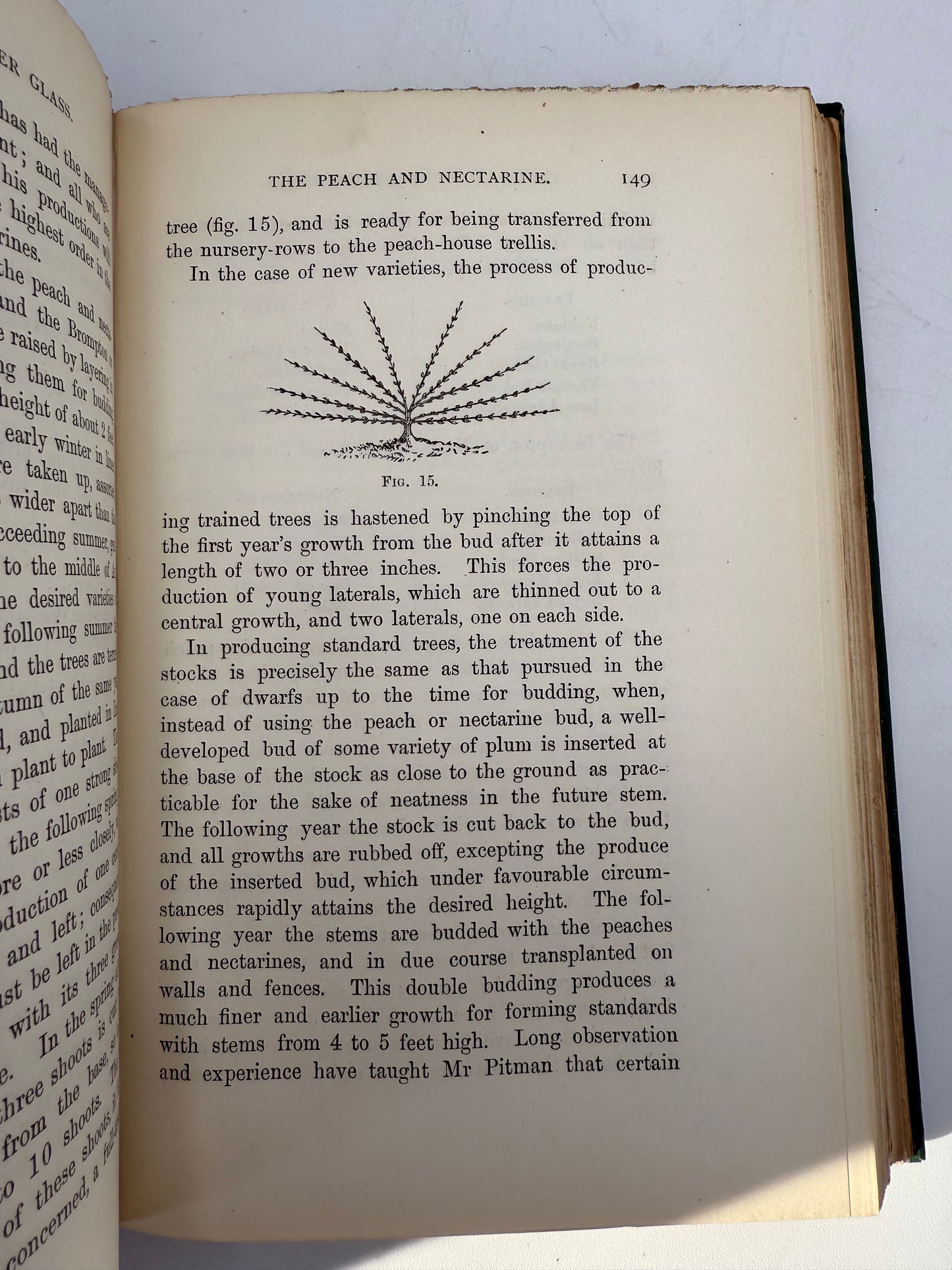 Handy Book of Fruit Culture Under Glass, 1881