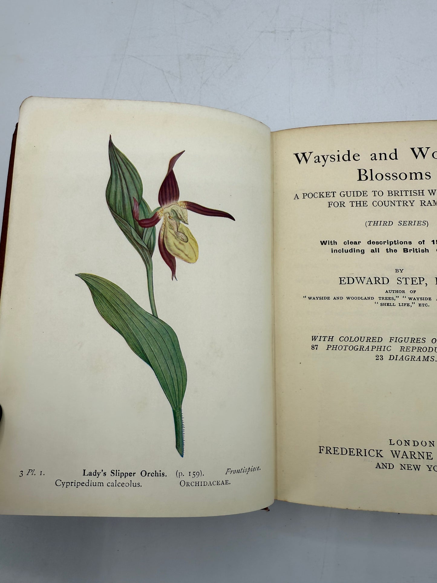 Wayside and Woodland Blossoms, British Wild Flowers, 1929