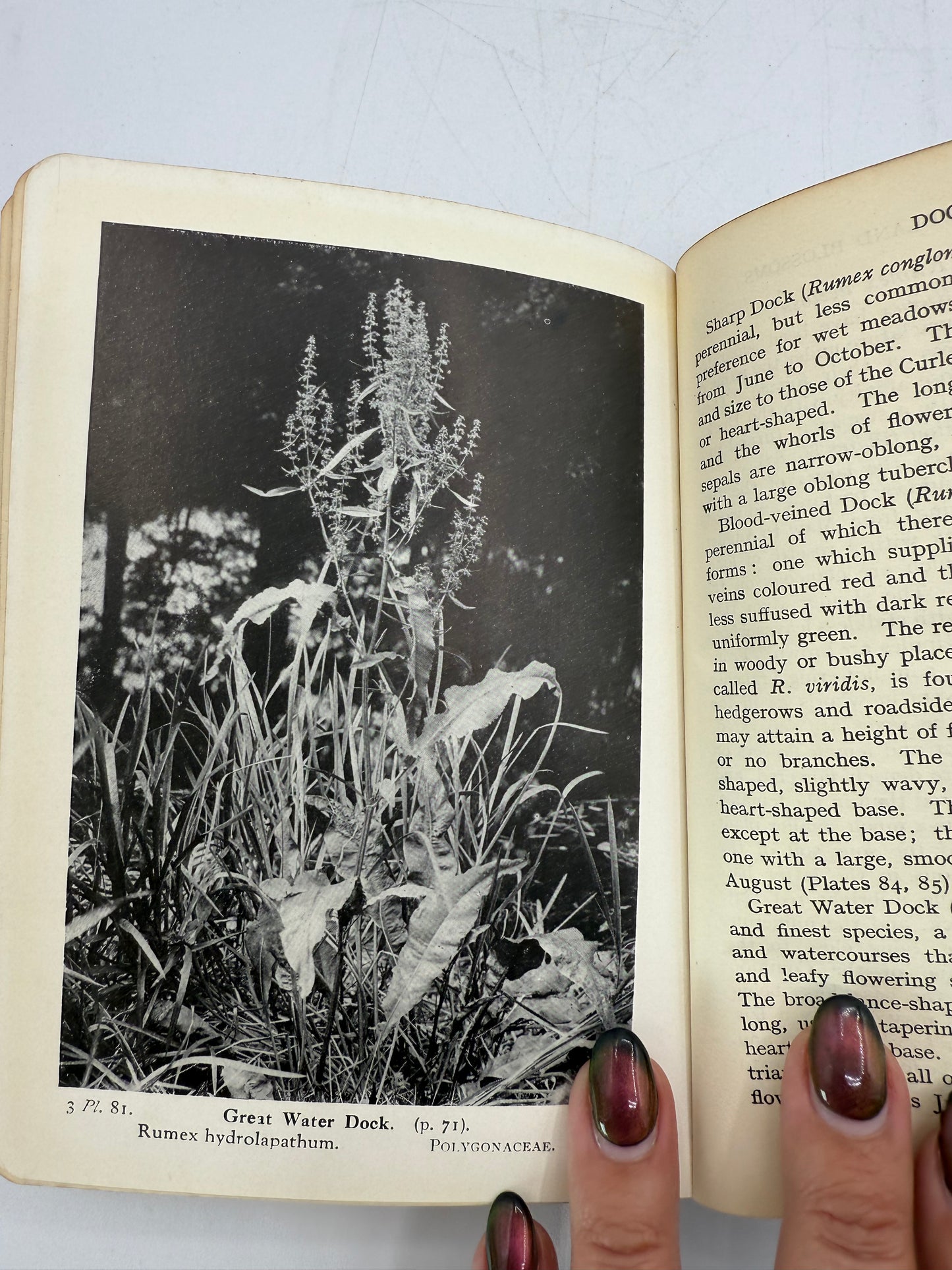 Wayside and Woodland Blossoms, British Wild Flowers, 1929