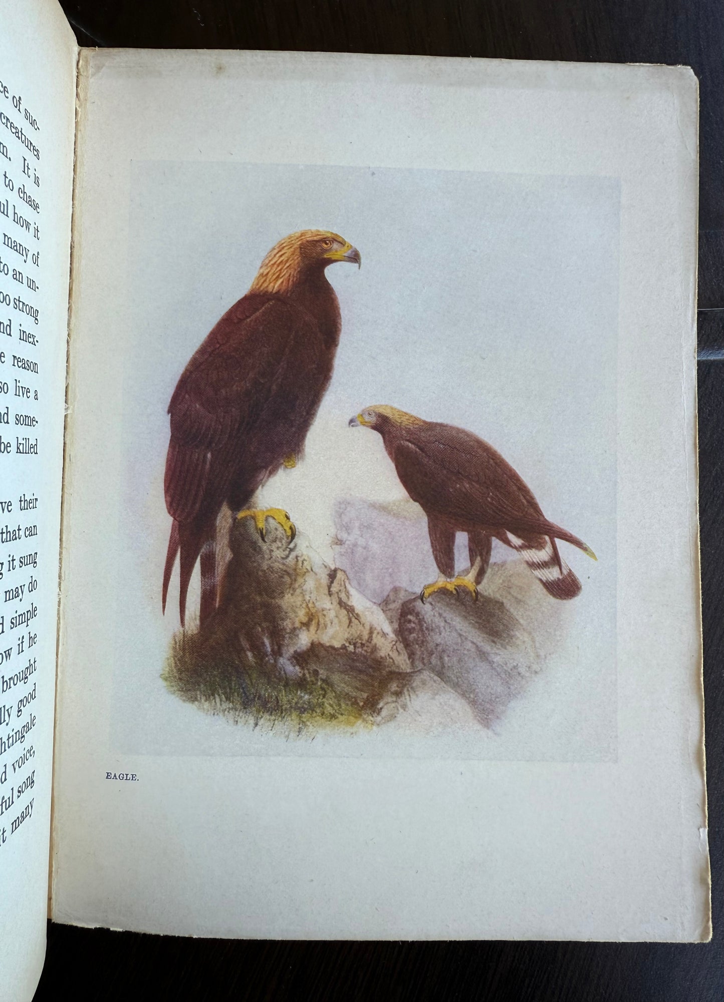 Talks About Birds, 1911
