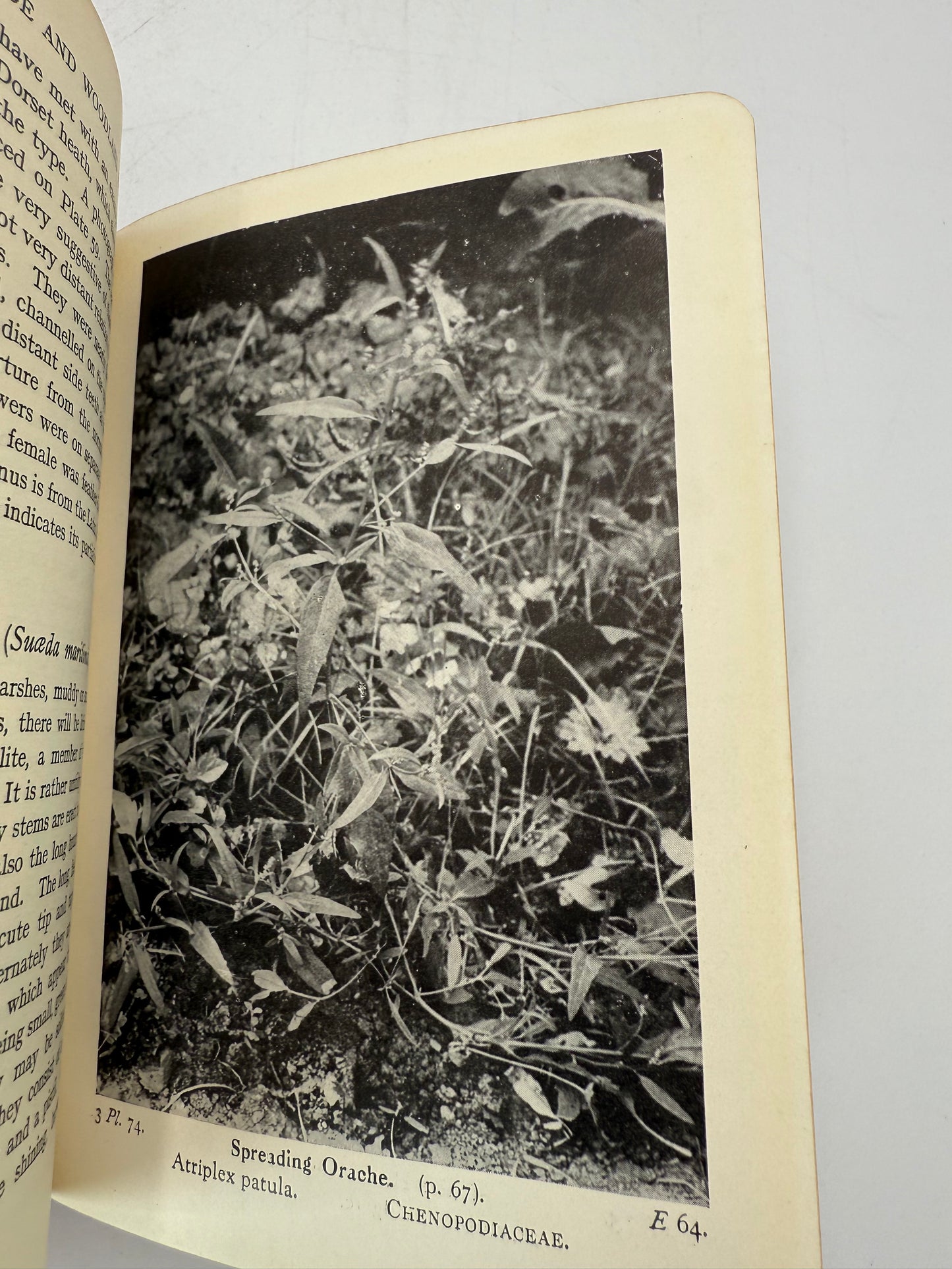 Wayside and Woodland Blossoms, British Wild Flowers, 1929