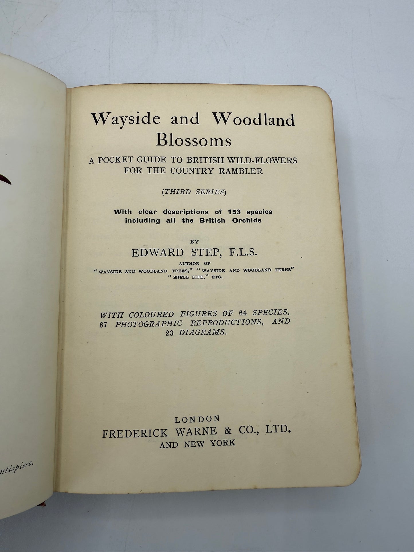 Wayside and Woodland Blossoms, British Wild Flowers, 1929