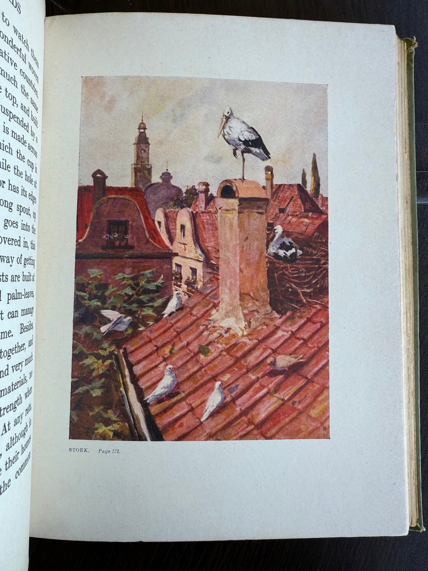 Talks About Birds, 1911