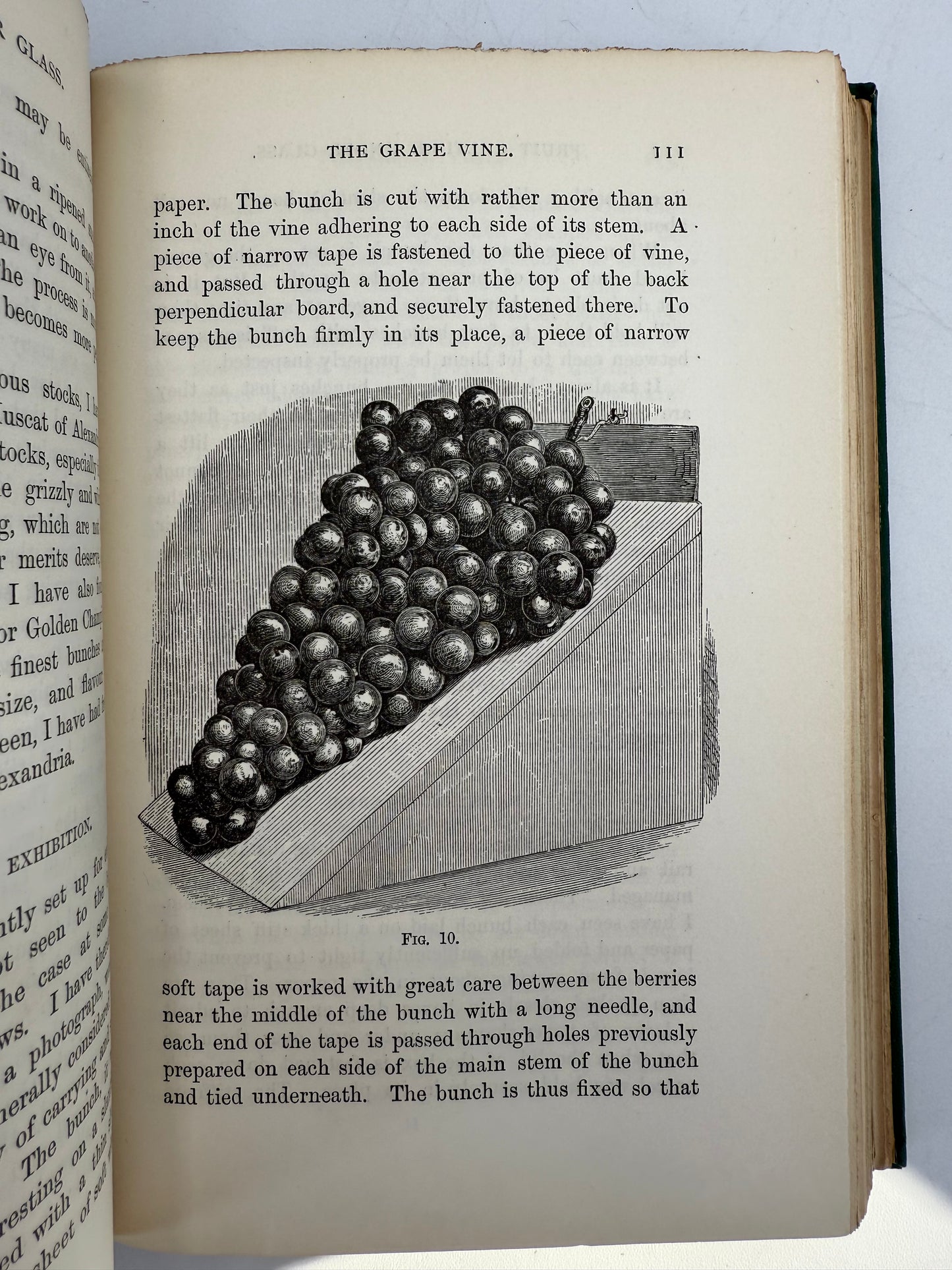 Handy Book of Fruit Culture Under Glass, 1881