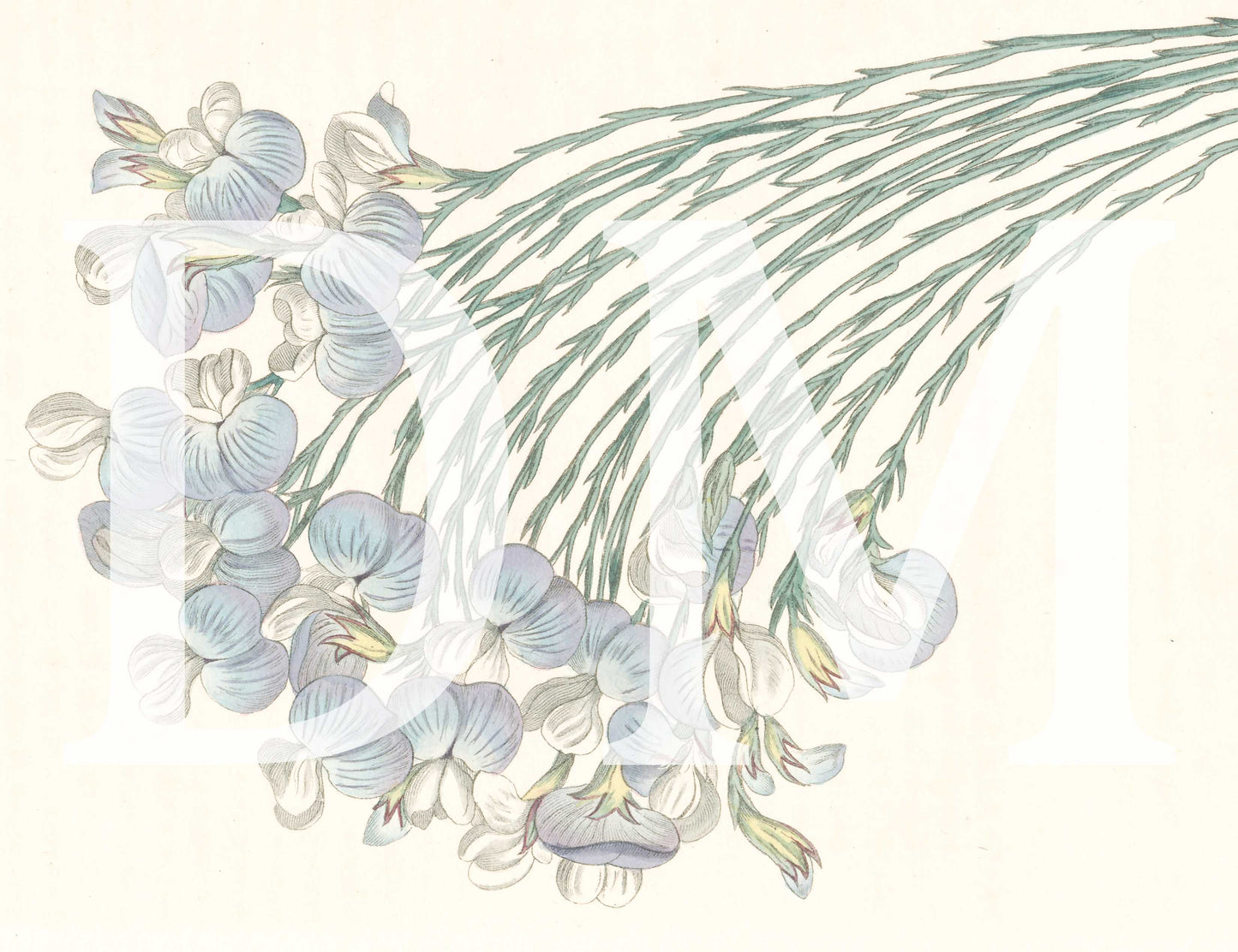 Blue Floral Engraving, Digital Tiff Image