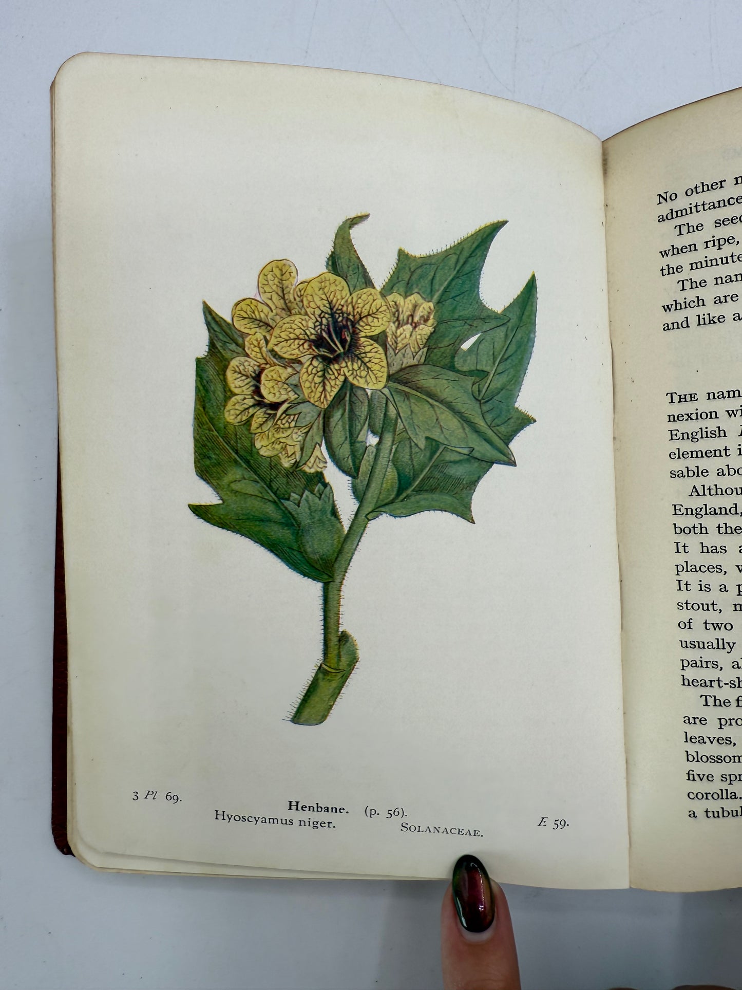 Wayside and Woodland Blossoms, British Wild Flowers, 1929