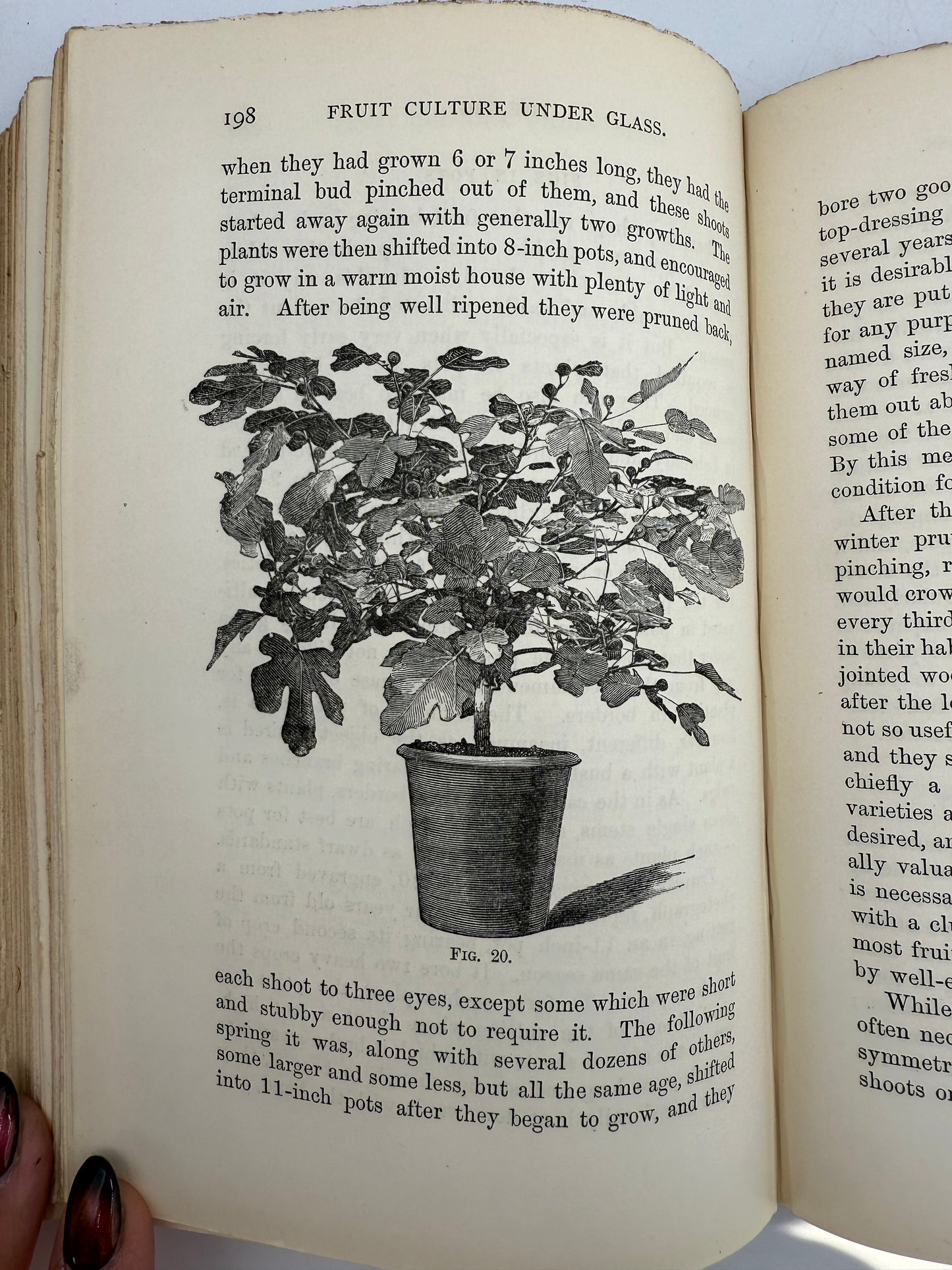 Handy Book of Fruit Culture Under Glass, 1881