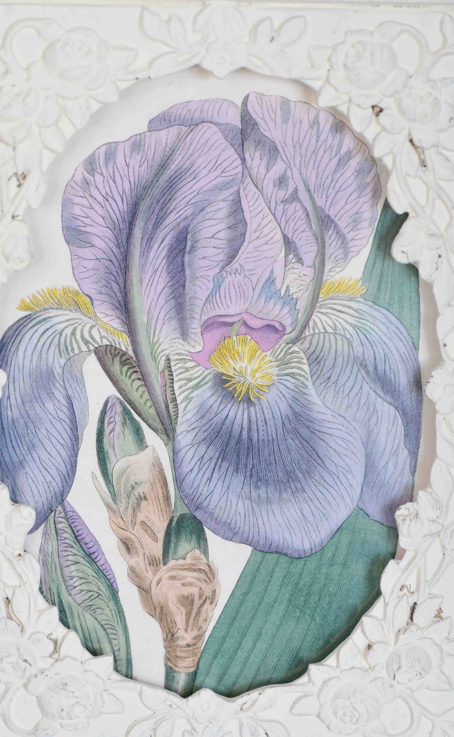 Purple Iris Framed Print, 8.5"