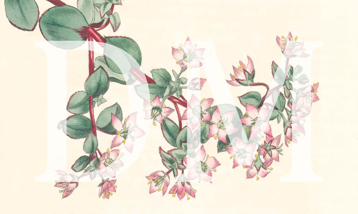 Pink Floral Engraving, Digital Tiff Image