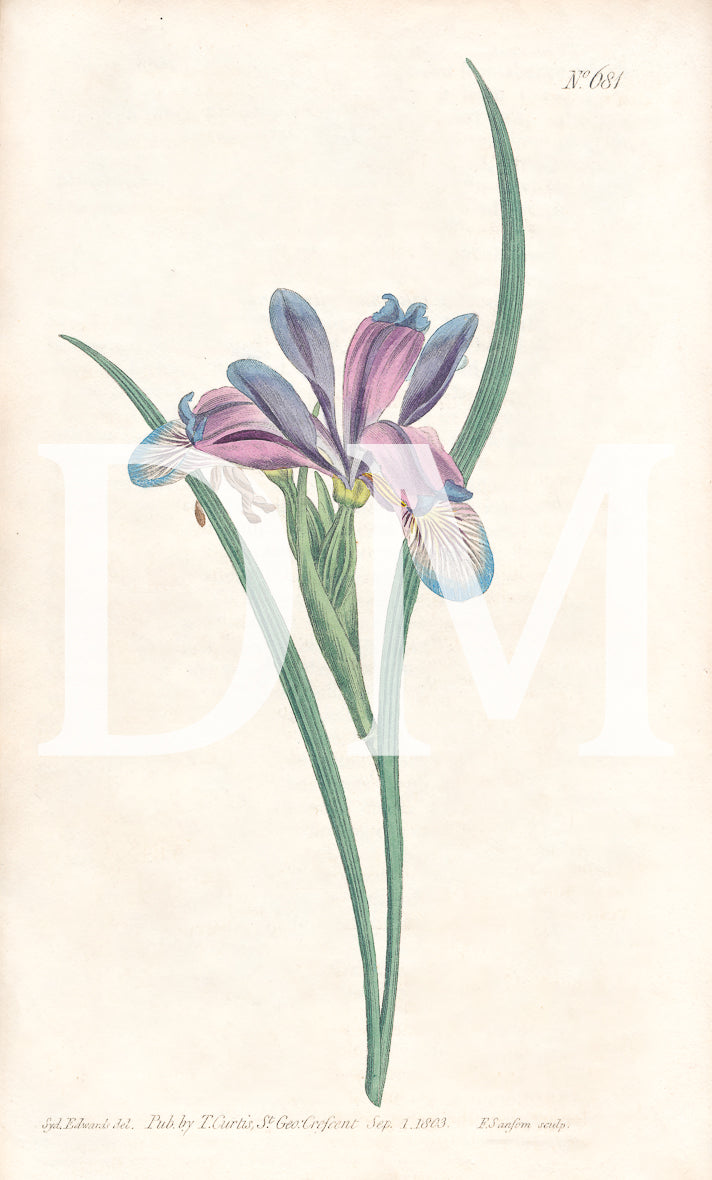 Iris Floral Digital Jpeg Image