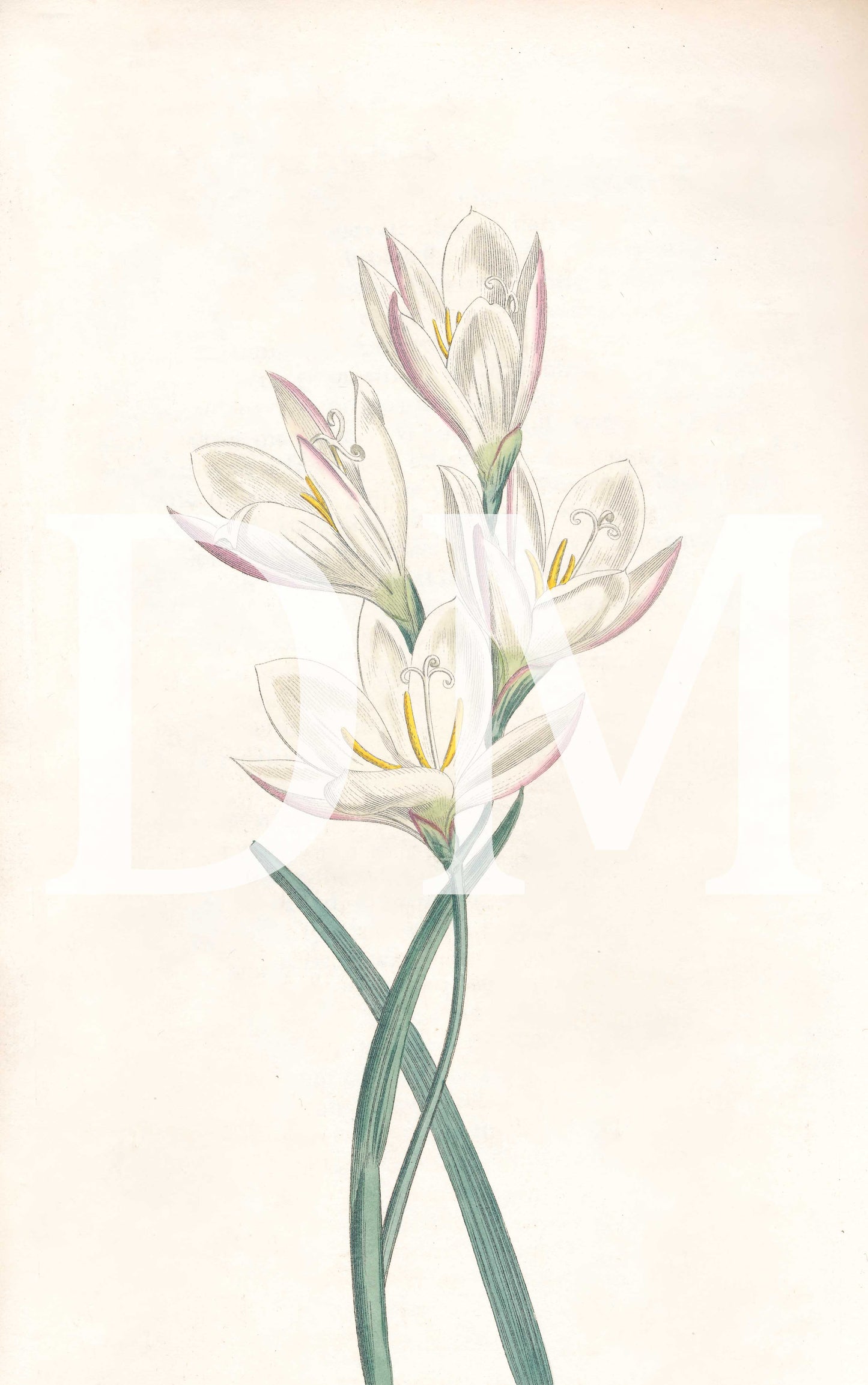 White Floral Digital Tiff Image