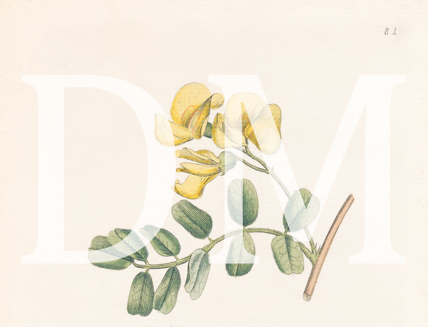Yellow Floral Engraving, Digital Tiff Image