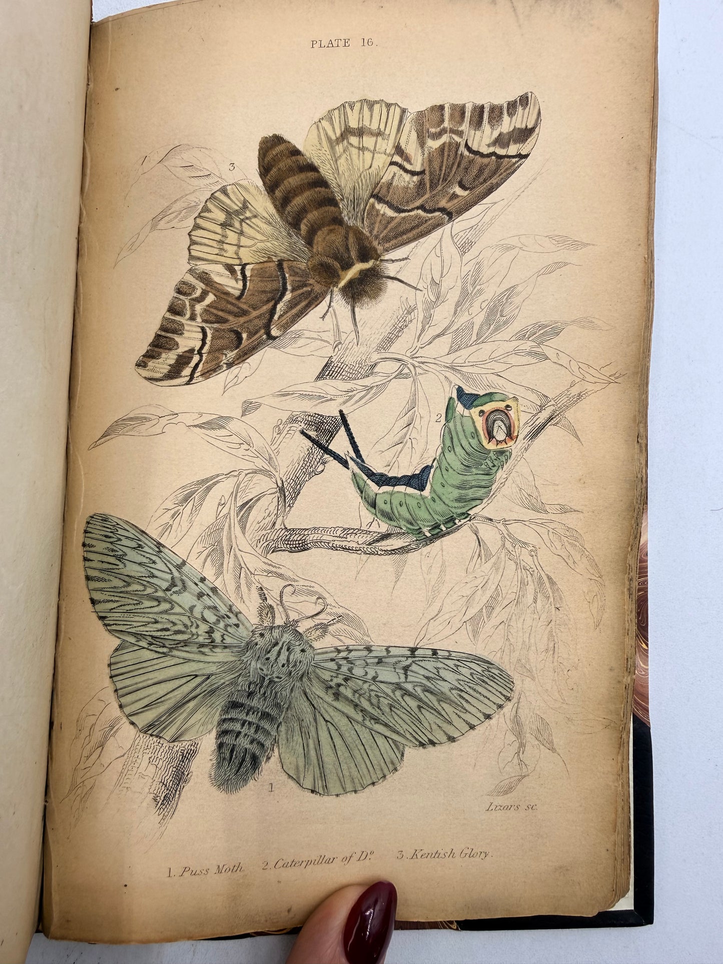 British Moths, Sphinxes, The Naturalist’s Library, 1836