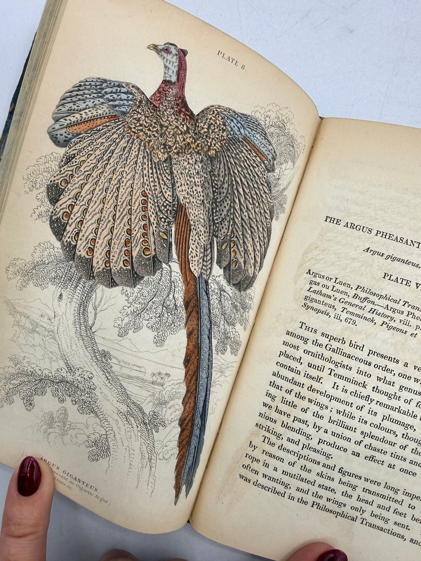 Natural History of Peacocks, Pheasants, Gallinaceous Birds