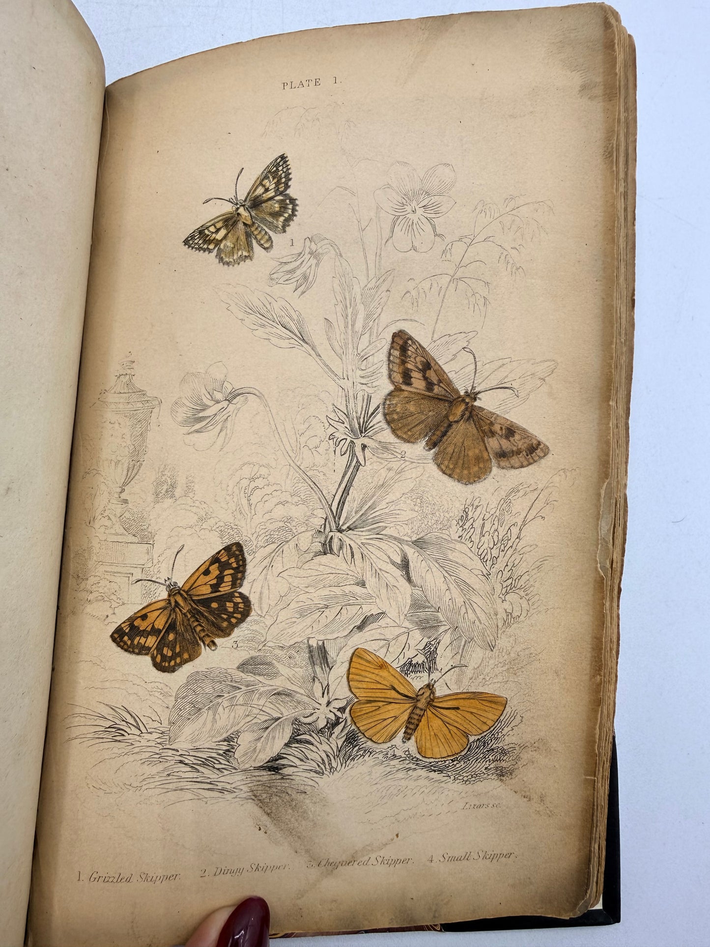 British Moths, Sphinxes, The Naturalist’s Library, 1836