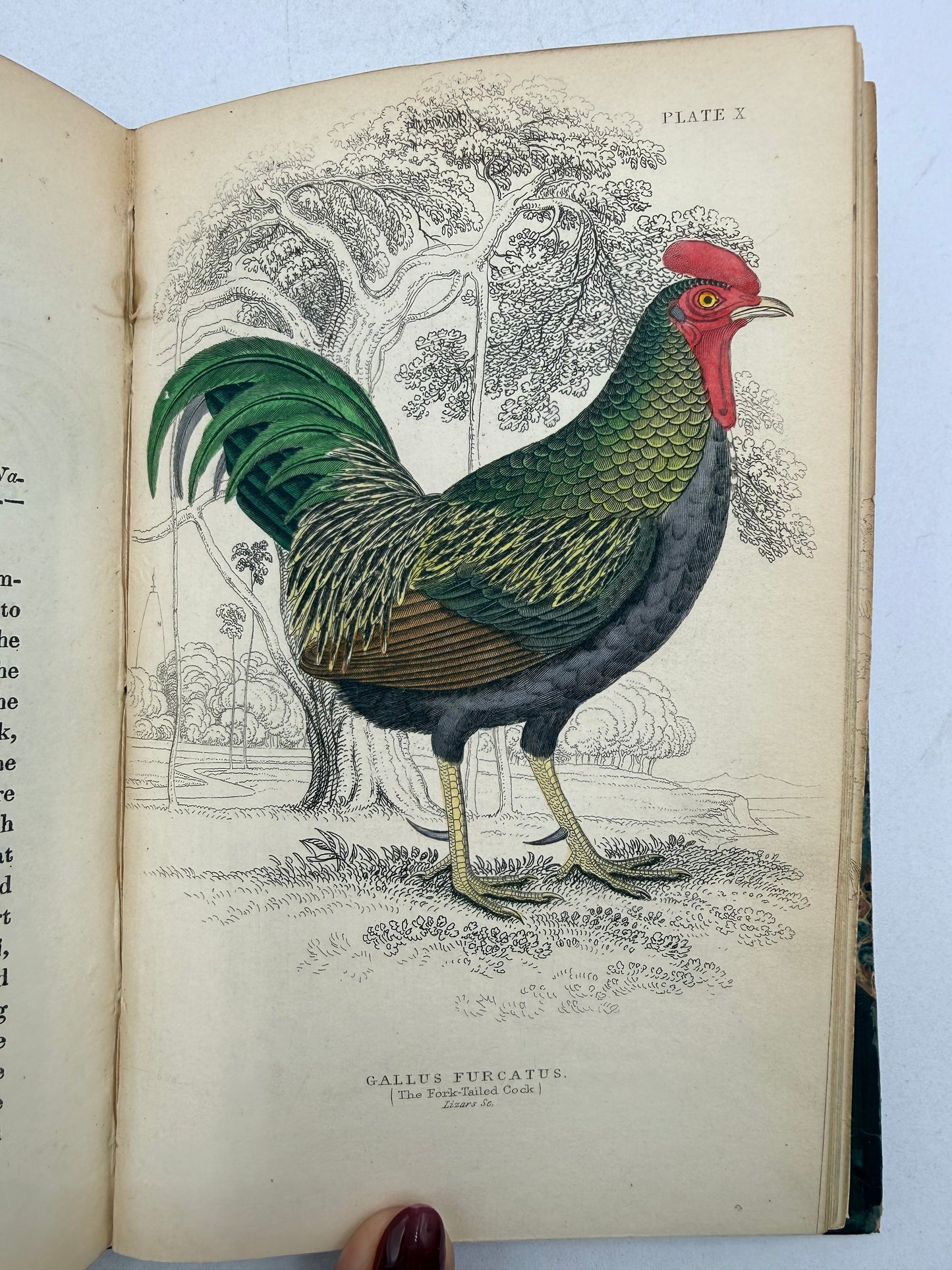 Natural History of Peacocks, Pheasants, Gallinaceous Birds