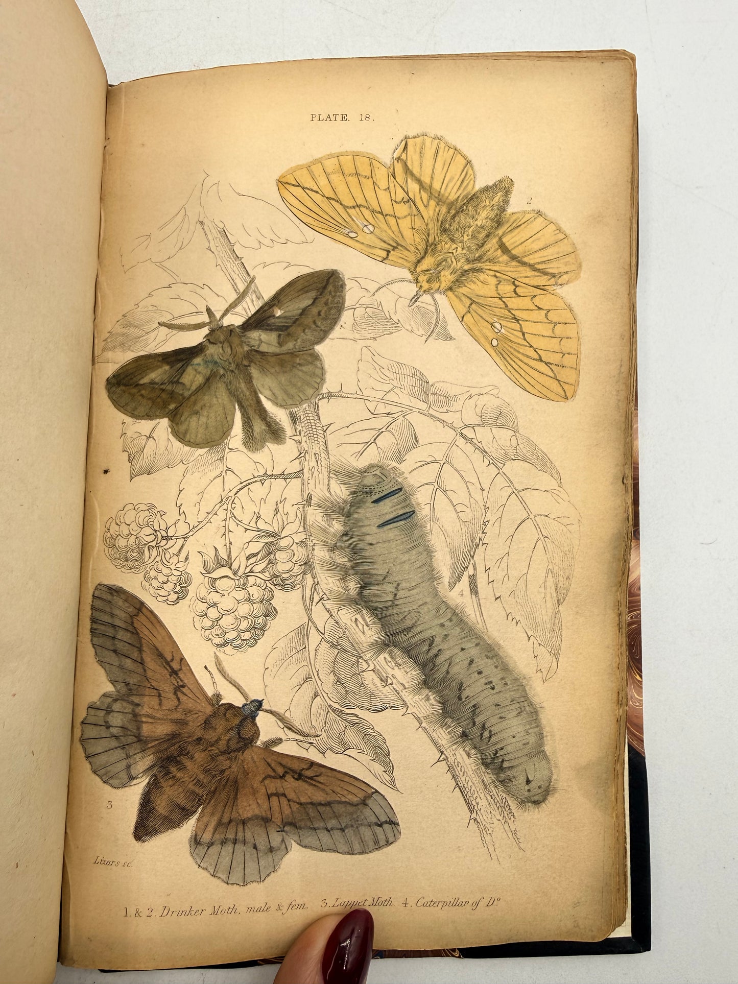 British Moths, Sphinxes, The Naturalist’s Library, 1836