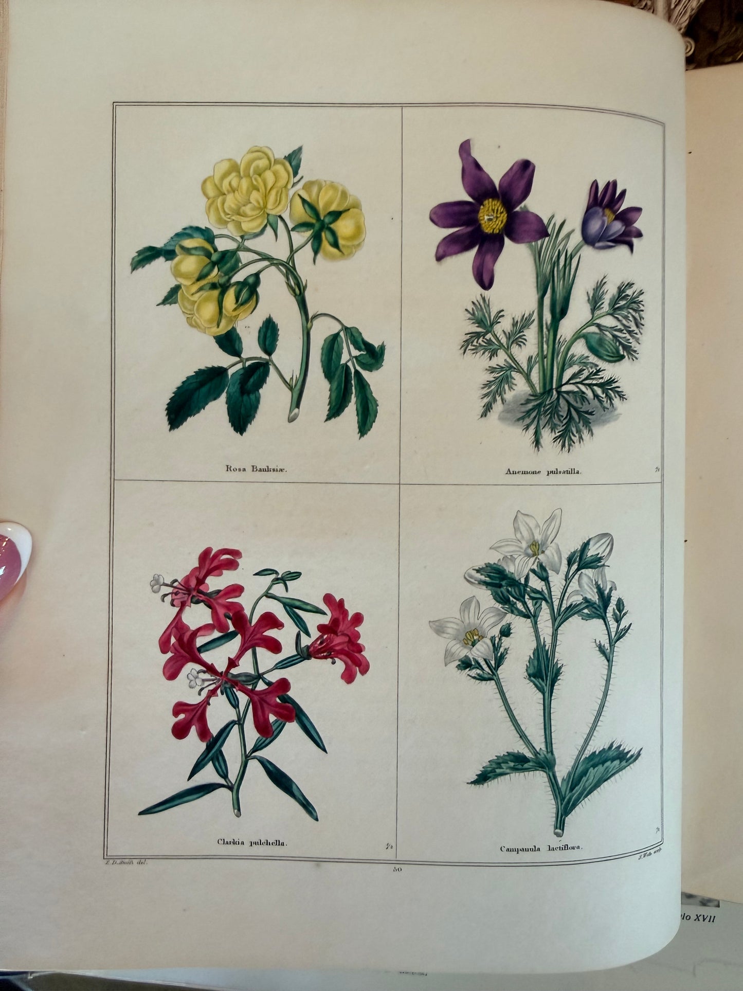 Maund’s Botanic Garden, Vol 3, 1830