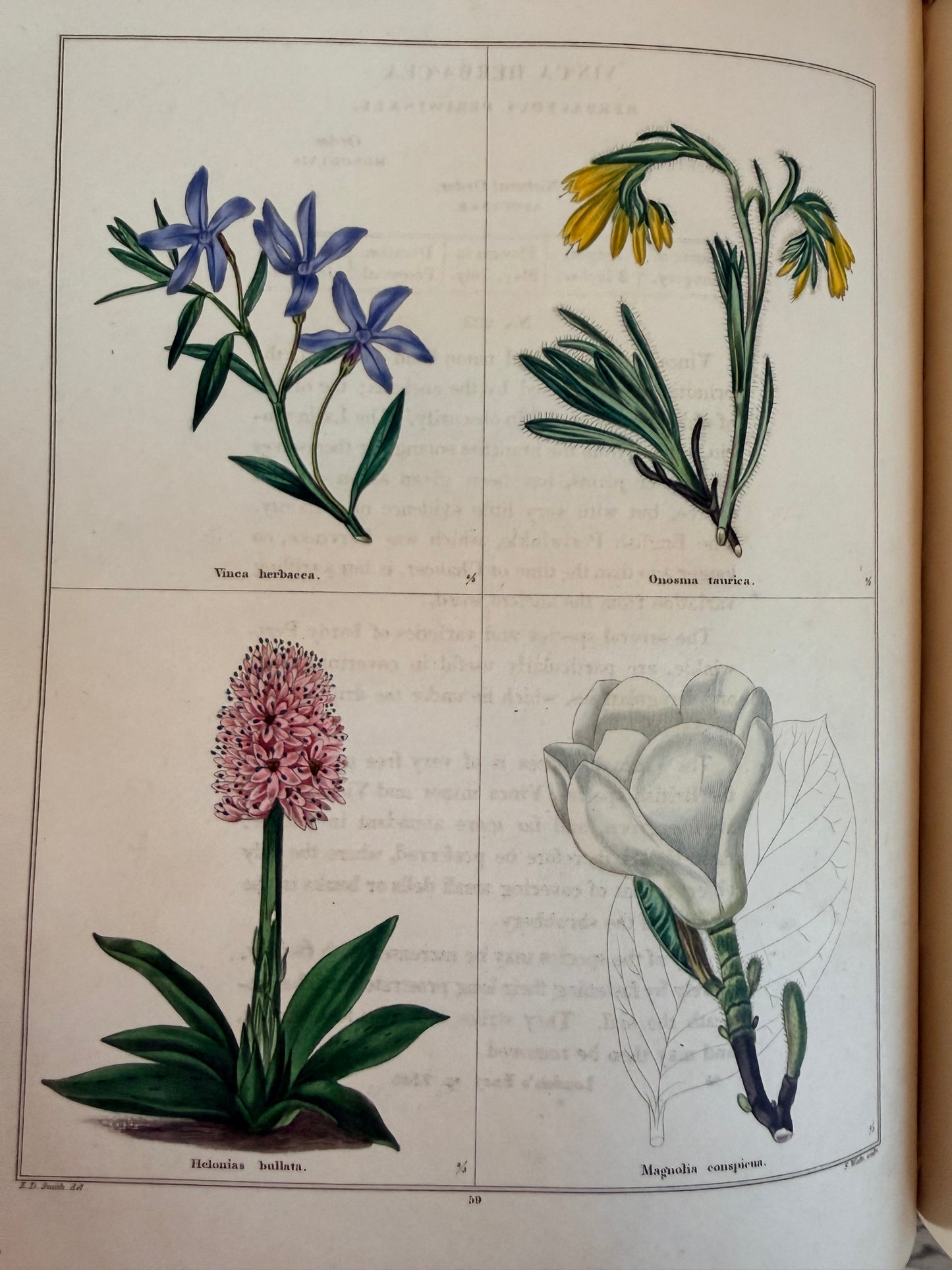 Maund’s Botanic Garden, Vol 3, 1830