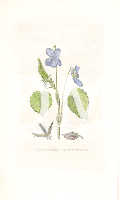 Violet Botanical Flower Digital Jpeg Image