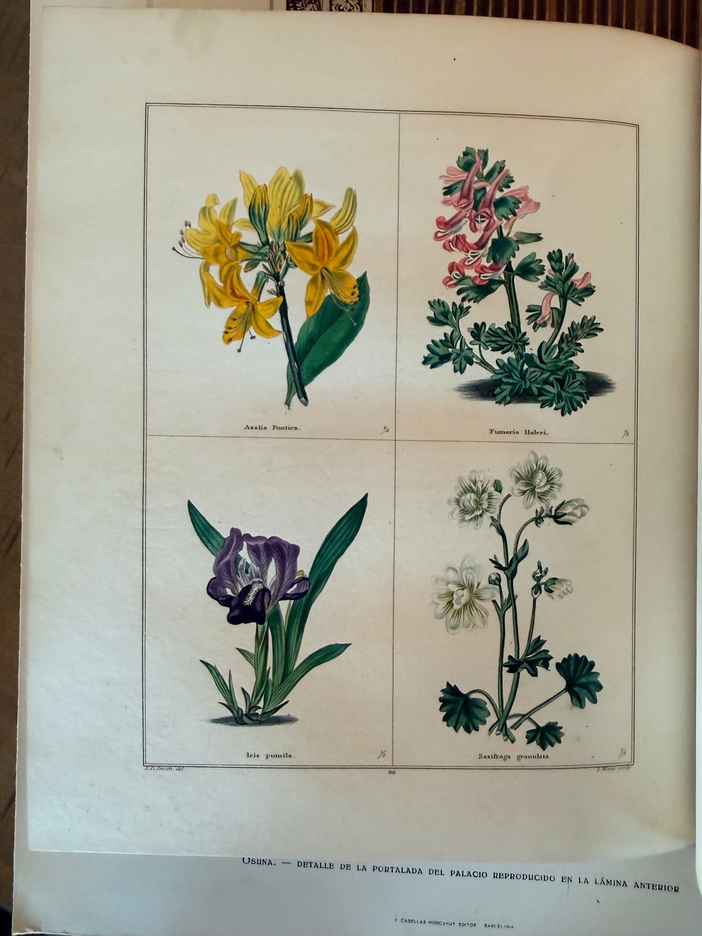 Maund’s Botanic Garden, Vol 3, 1830