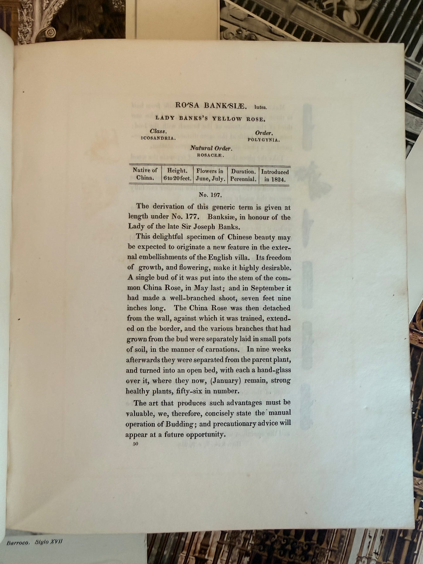 Maund’s Botanic Garden, Vol 3, 1830