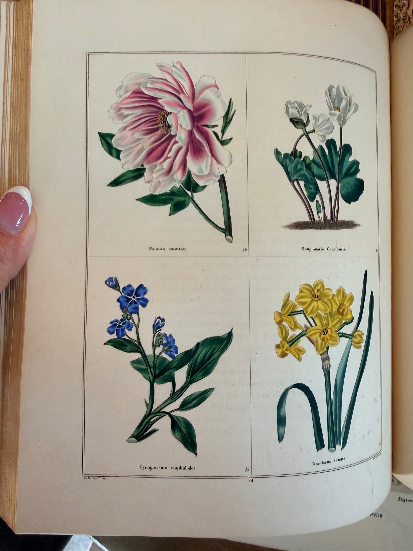 Maund’s Botanic Garden, Vol 3, 1830