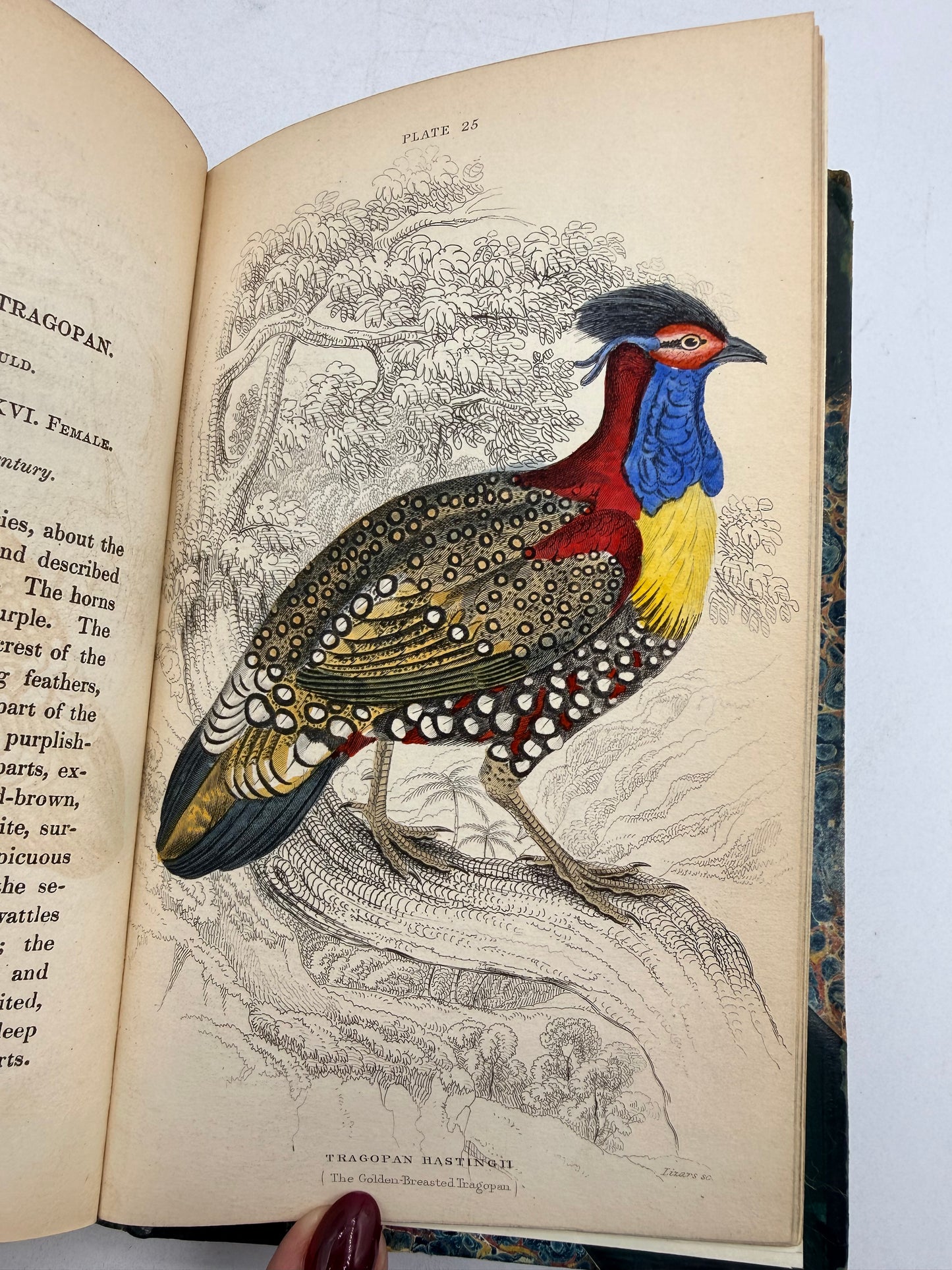 Natural History of Peacocks, Pheasants, Gallinaceous Birds
