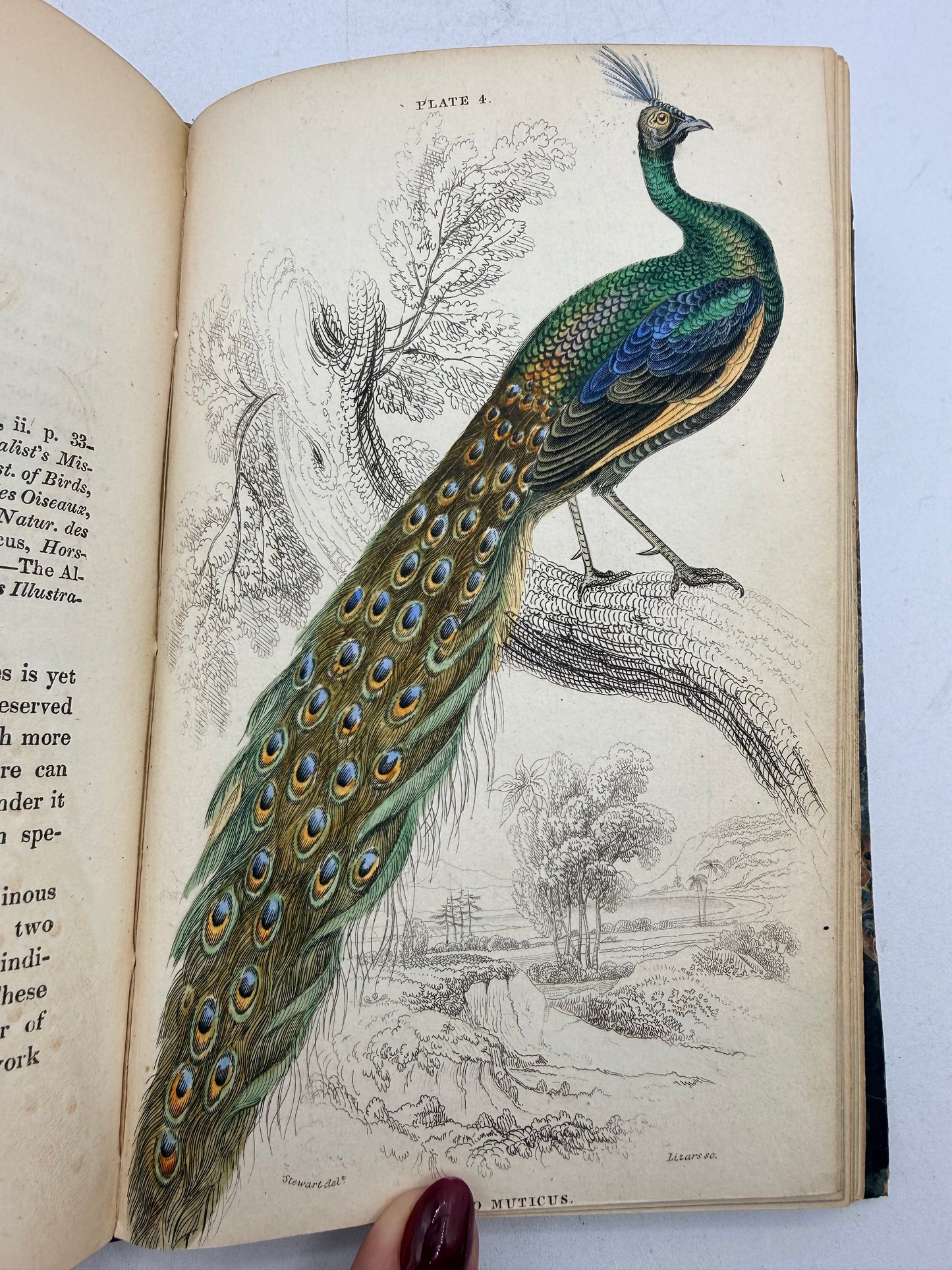 Natural History of Peacocks, Pheasants, Gallinaceous Birds