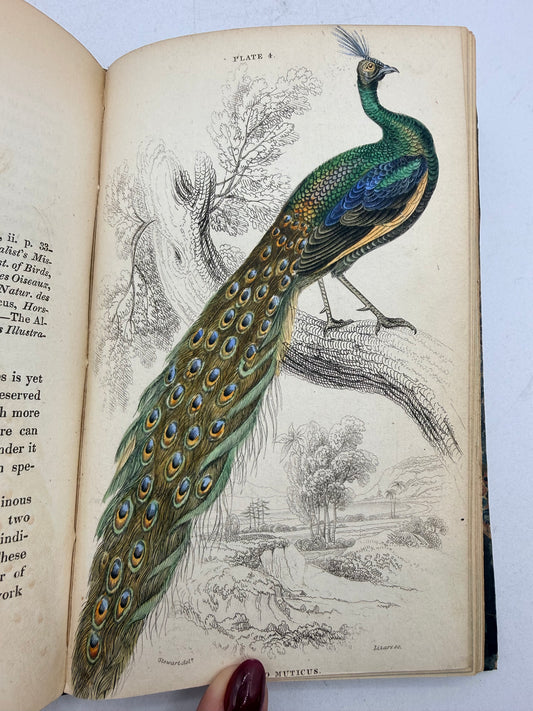 Natural History of Peacocks, Pheasants, Gallinaceous Birds