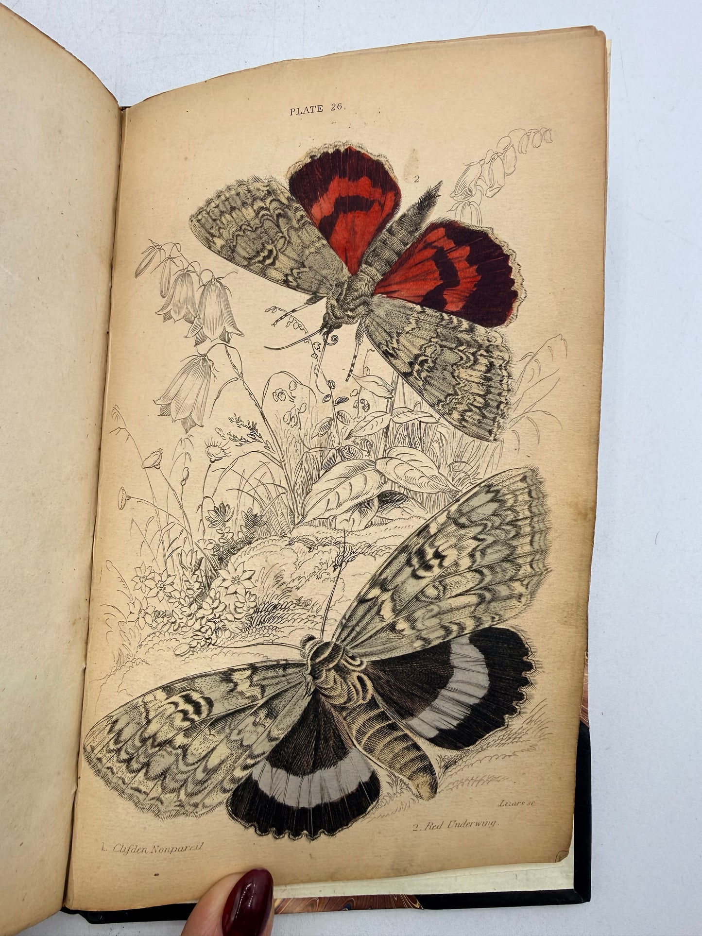 British Moths, Sphinxes, The Naturalist’s Library, 1836