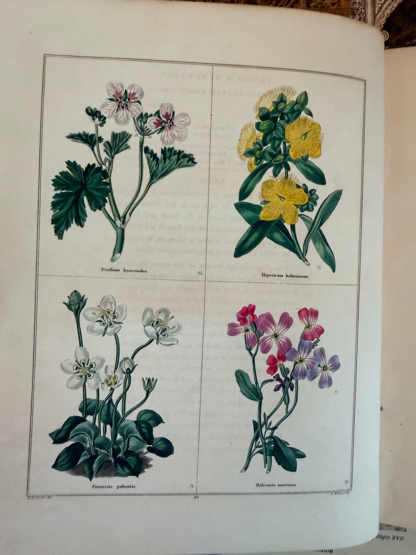 Maund’s Botanic Garden, Vol 3, 1830