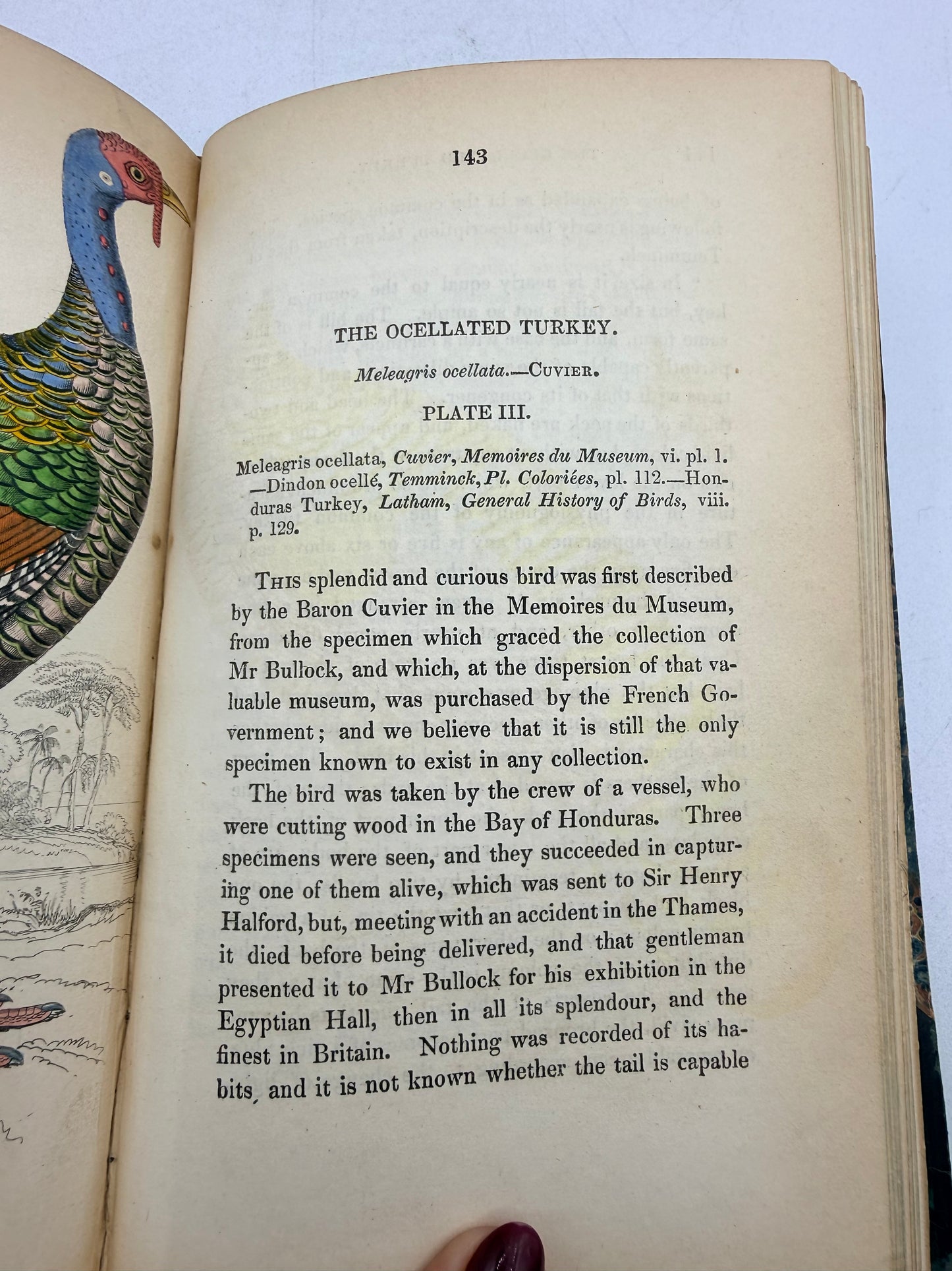 Natural History of Peacocks, Pheasants, Gallinaceous Birds