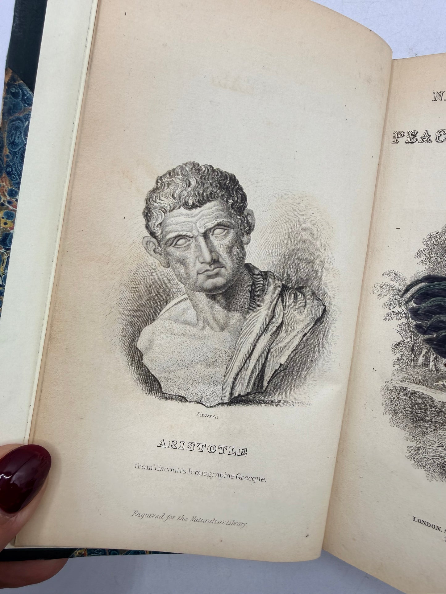 Natural History of Peacocks, Pheasants, Gallinaceous Birds