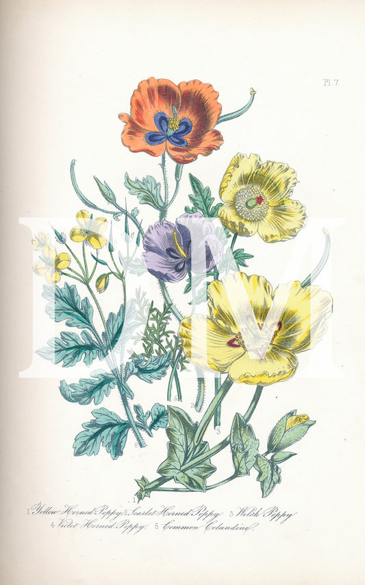 Floral Poppies Digital Jpeg Image British Wildflowers