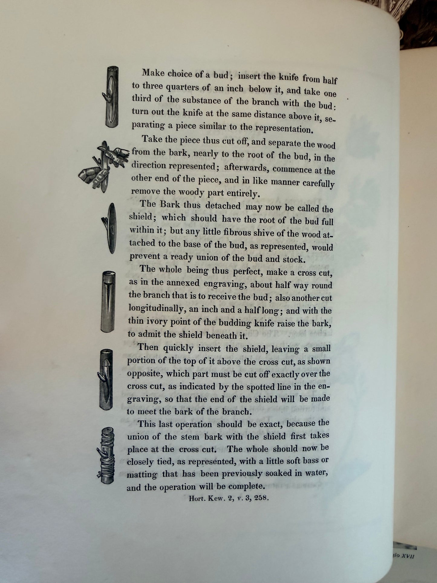 Maund’s Botanic Garden, Vol 3, 1830