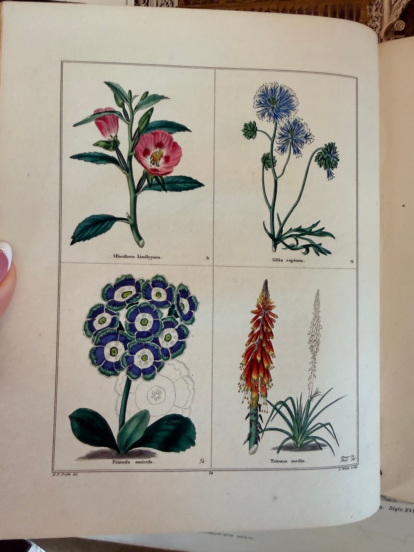 Maund’s Botanic Garden, Vol 3, 1830