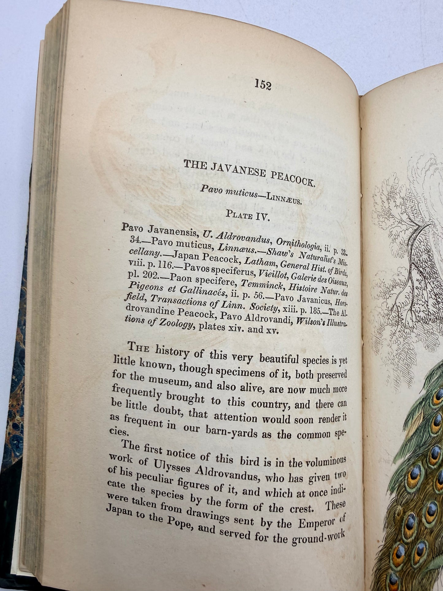 Natural History of Peacocks, Pheasants, Gallinaceous Birds