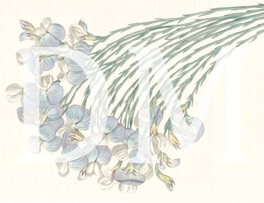 Blue Floral Engraving, Digital Tiff Image