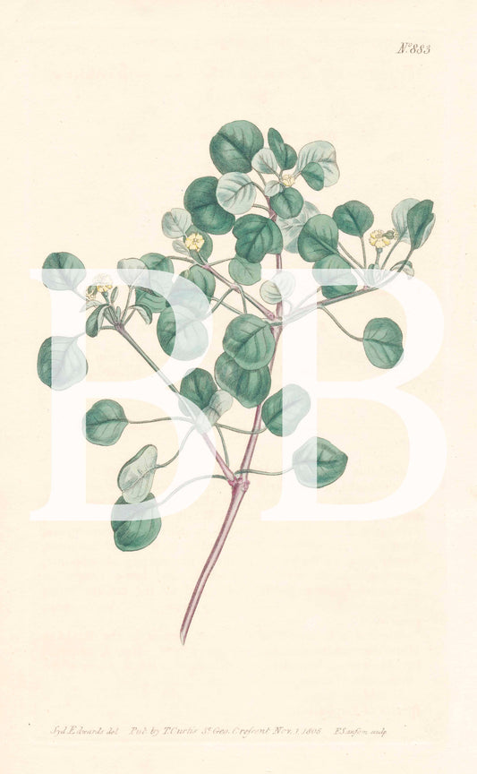 Botanical Green Leaved Engraving, Digital Tiff Image