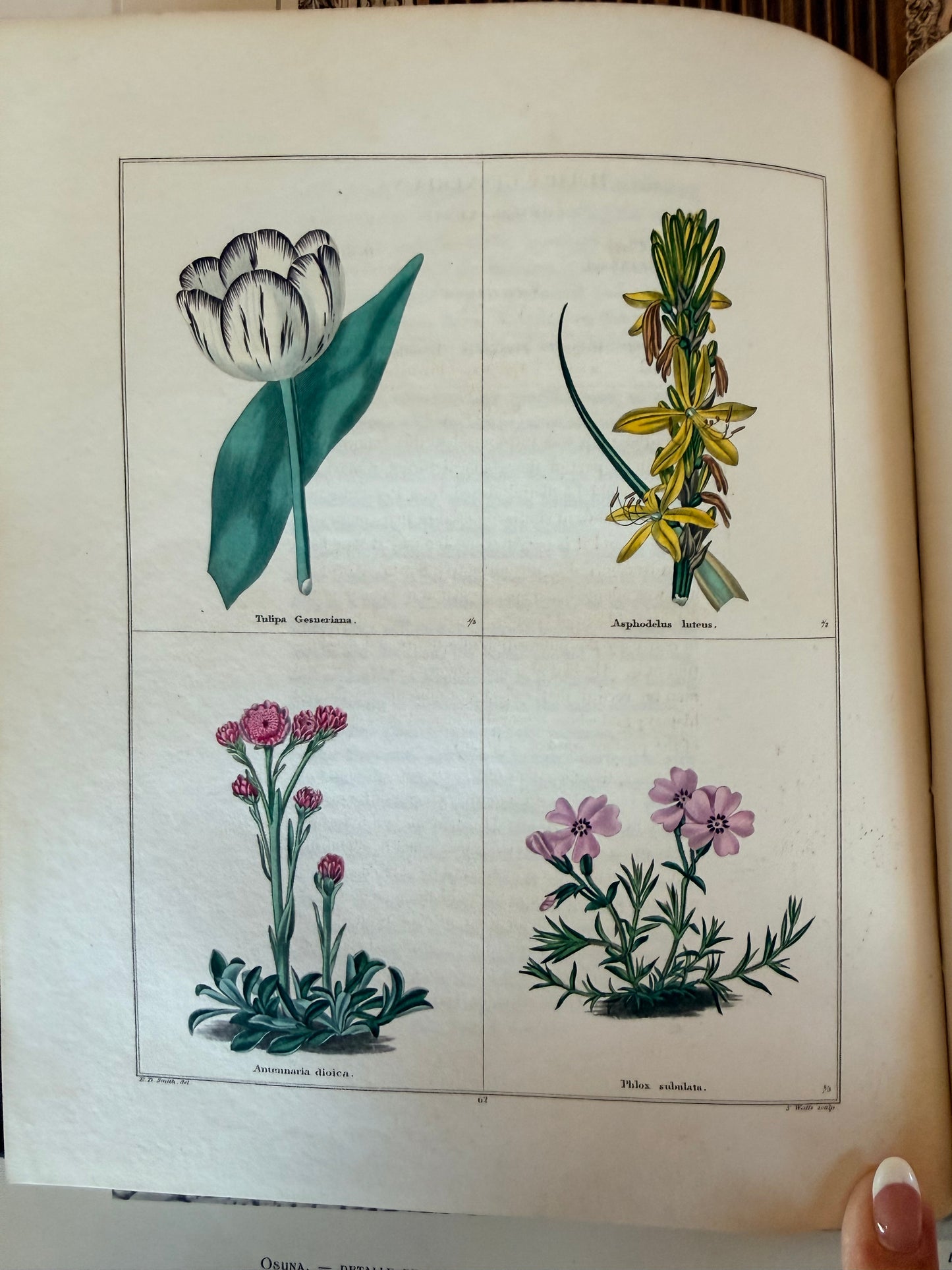 Maund’s Botanic Garden, Vol 3, 1830