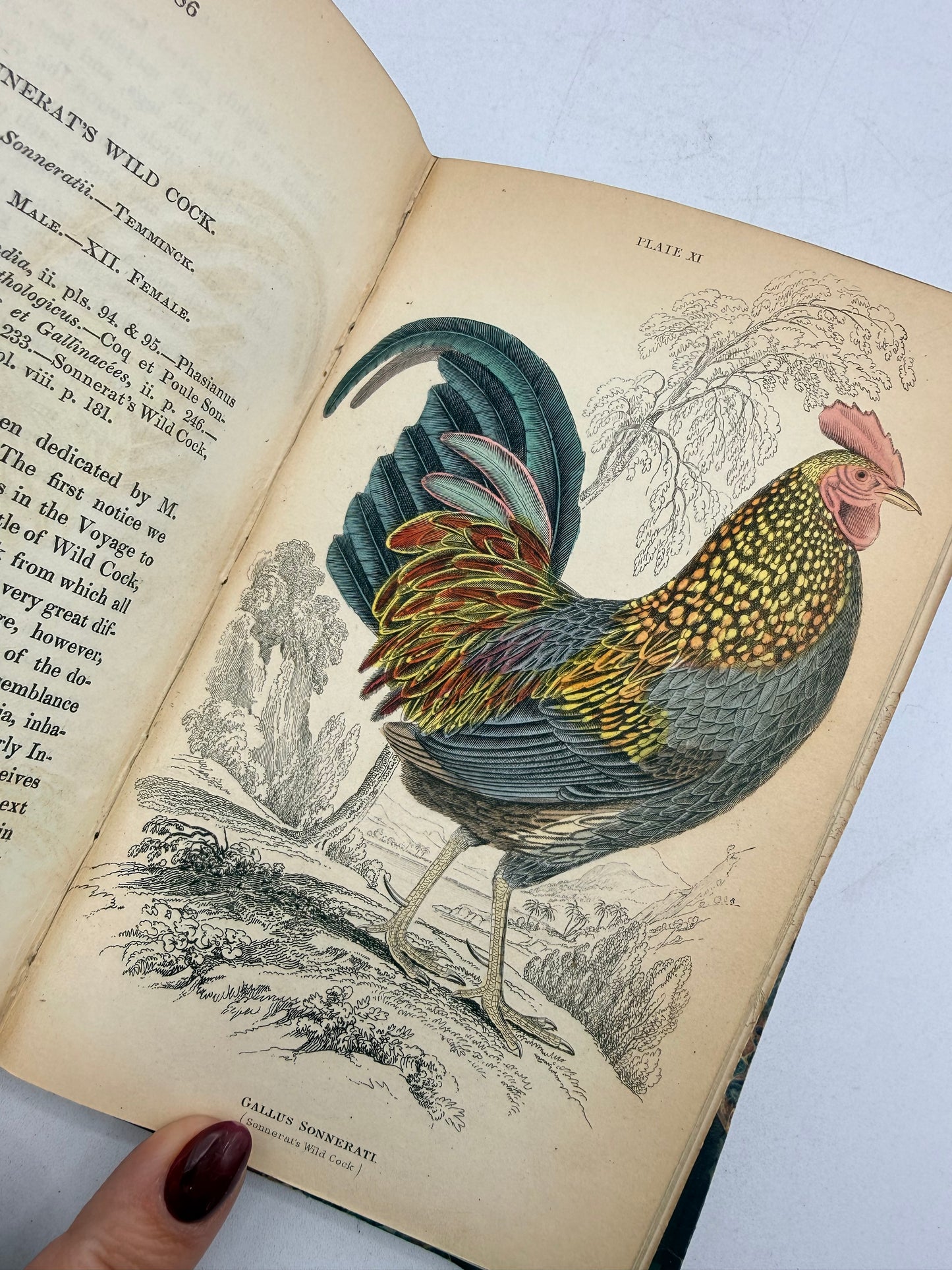 Natural History of Peacocks, Pheasants, Gallinaceous Birds