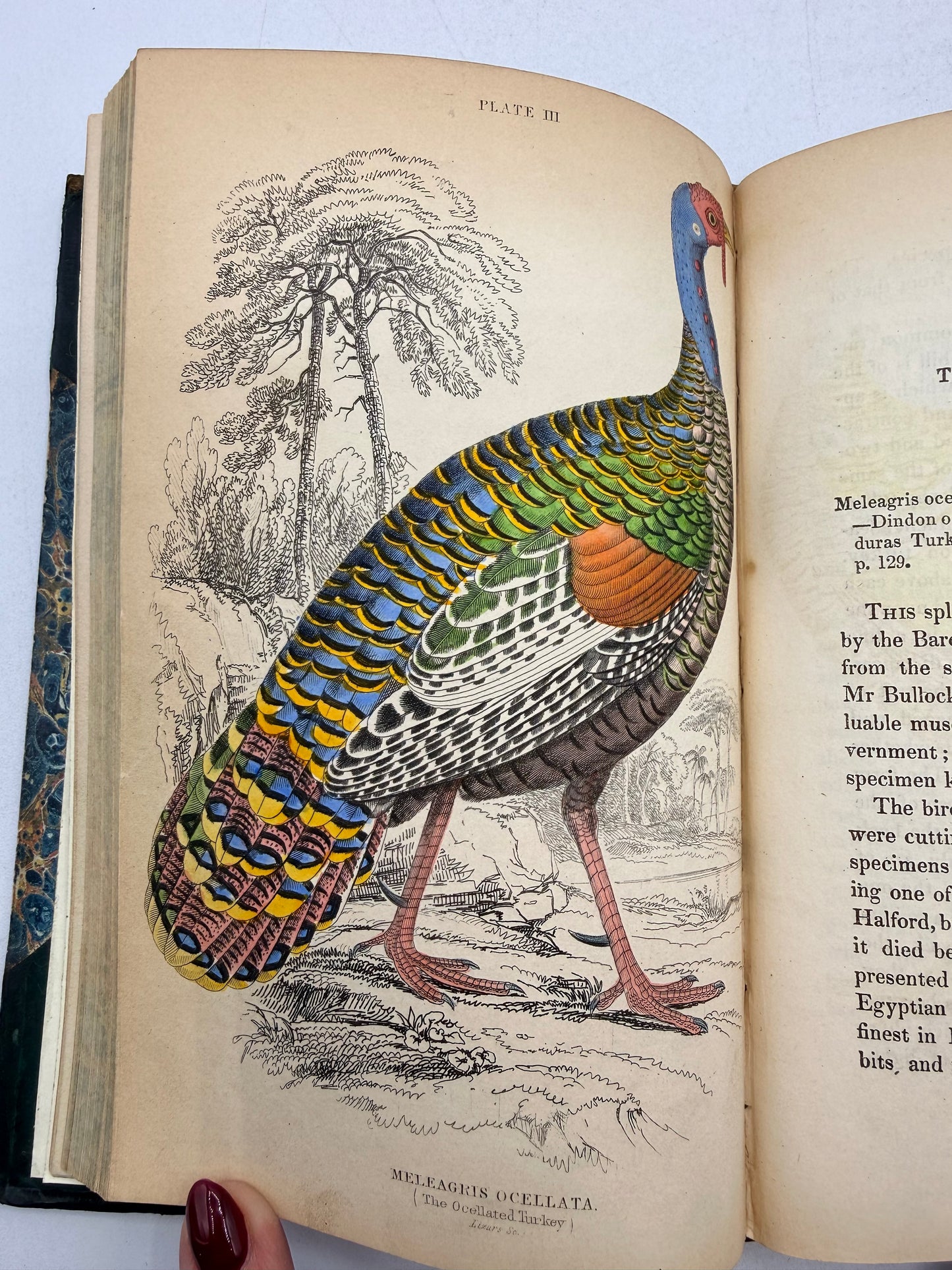 Natural History of Peacocks, Pheasants, Gallinaceous Birds