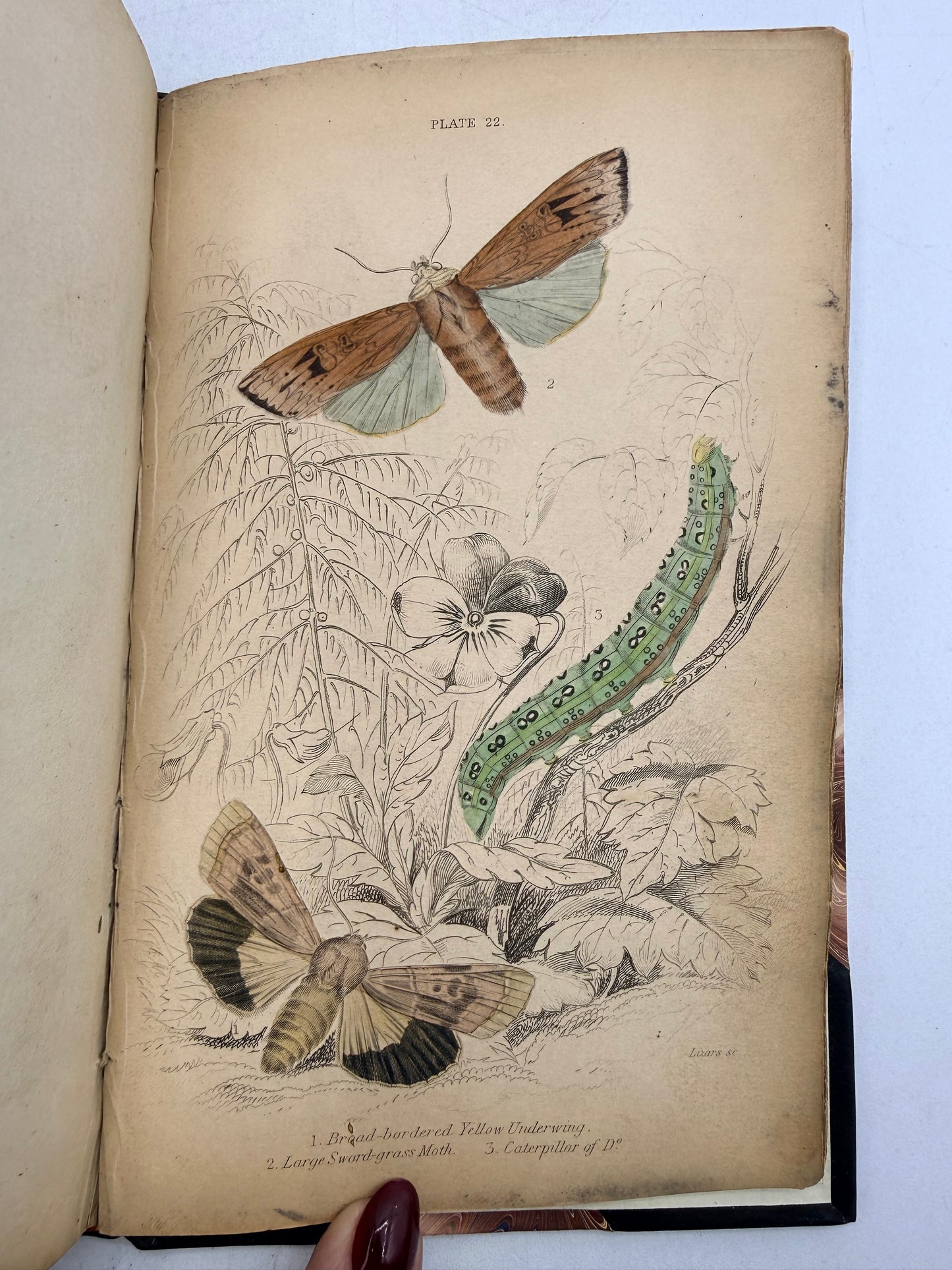 British Moths, Sphinxes, The Naturalist’s Library, 1836