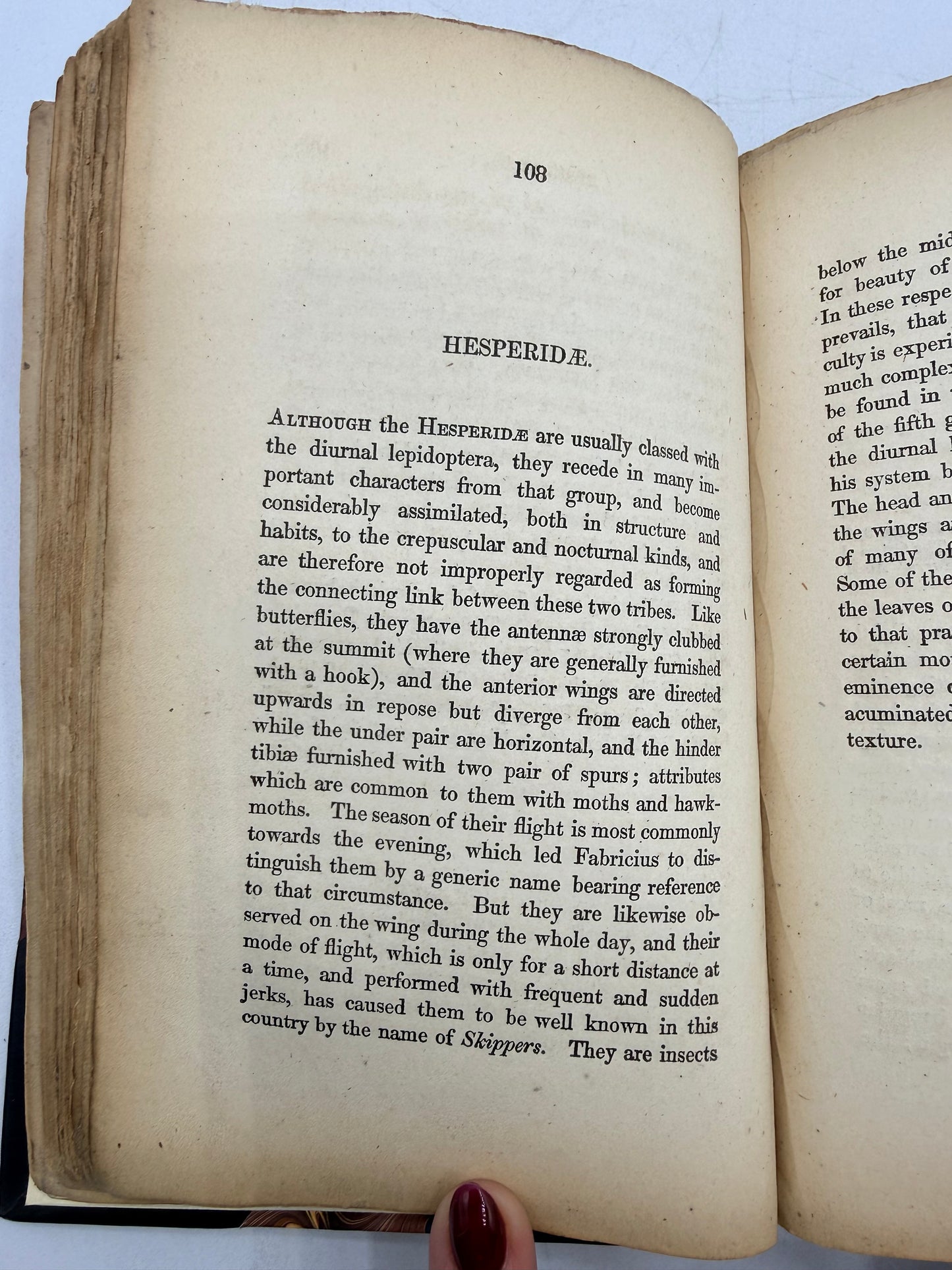 British Moths, Sphinxes, The Naturalist’s Library, 1836