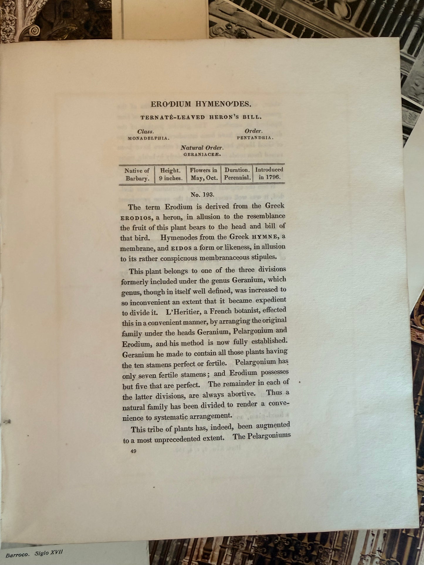 Maund’s Botanic Garden, Vol 3, 1830