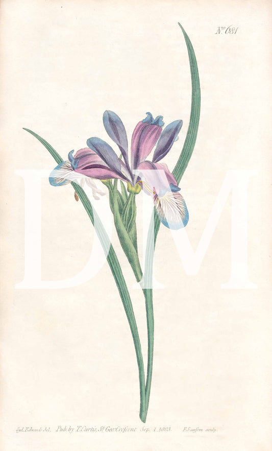 Purple and Blue Iris Floral Engraving Digital Tiff Image