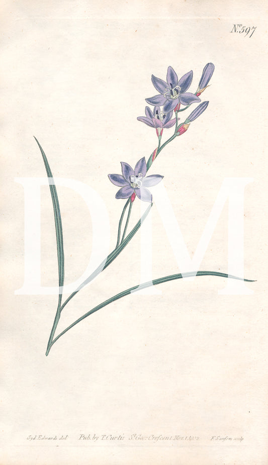 Purple Floral Botanical Digital Jpeg Image